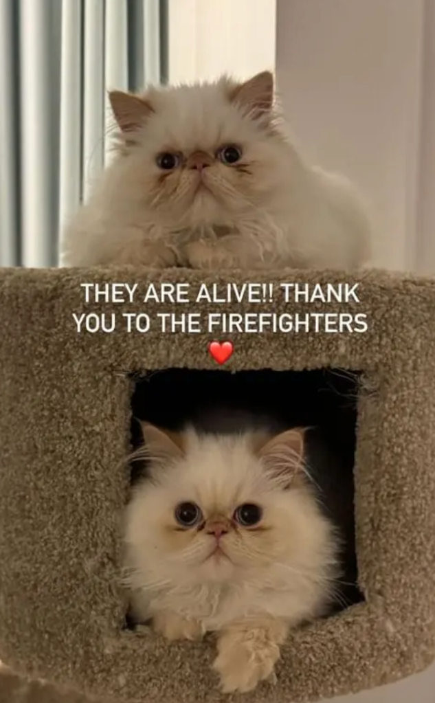 Cara Delevigne's cats rescued from fire 